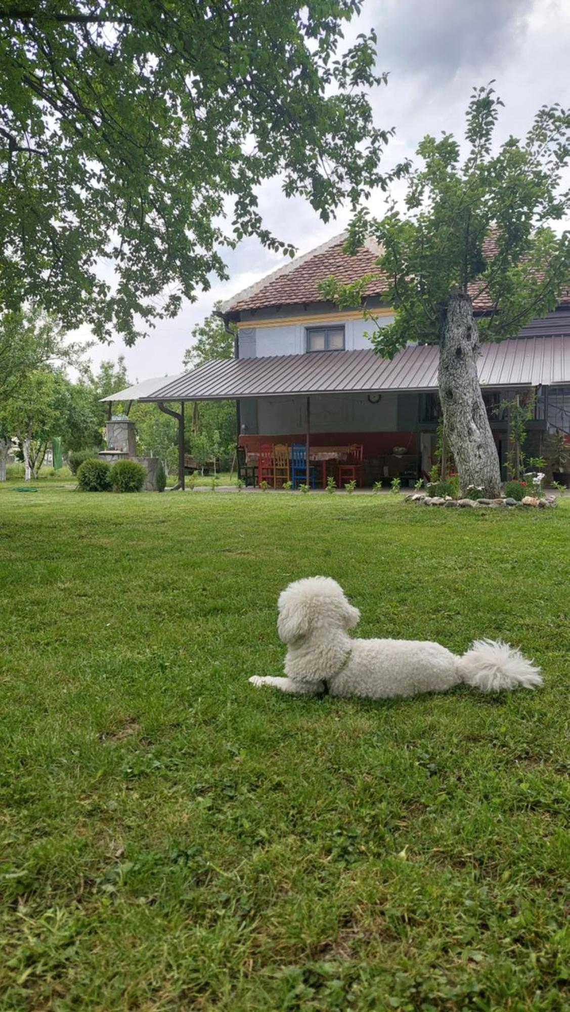 Apartmani Petkovic 226 Velika Drenova Exterior foto